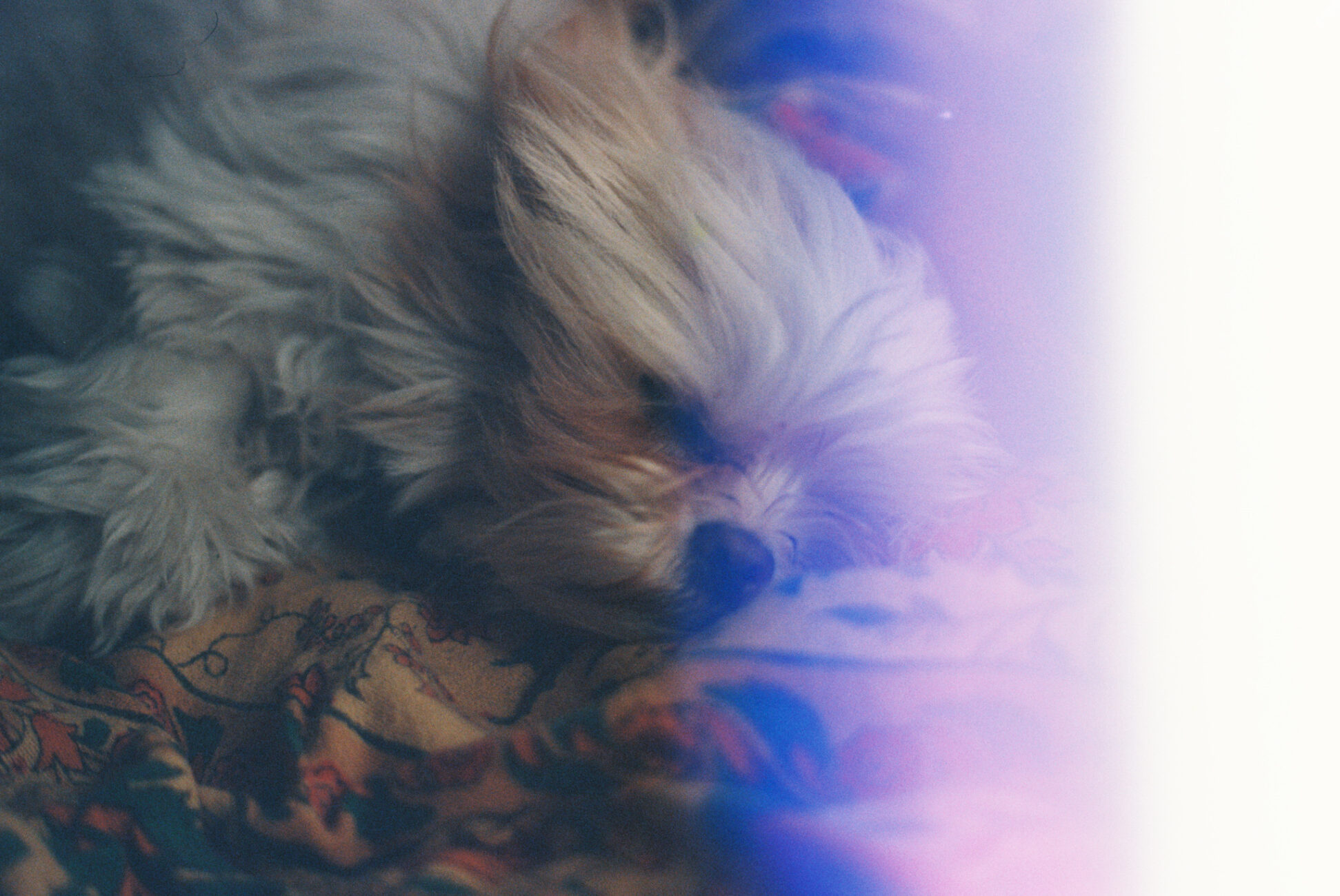 shih tzu sleeping on bed in charleston, south carolina