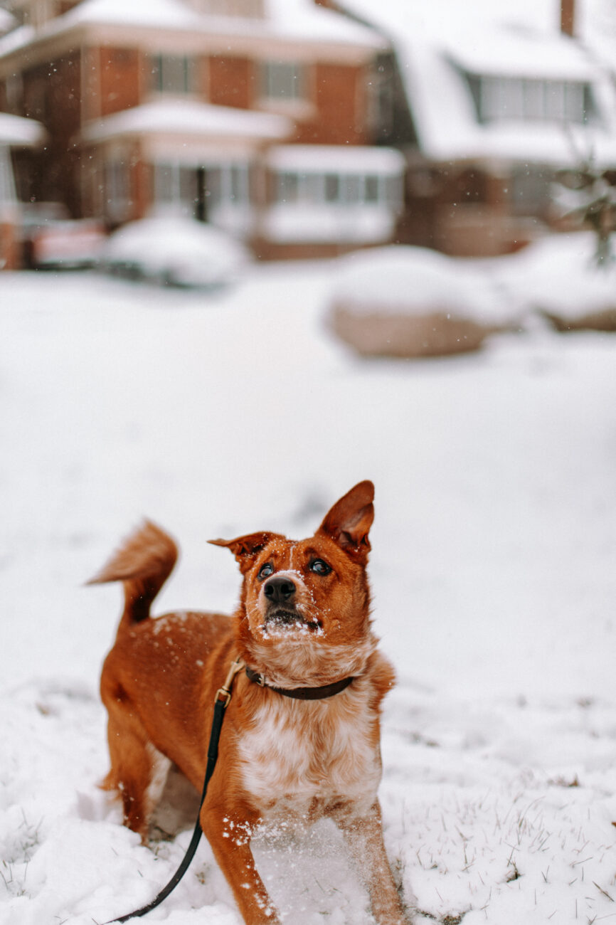 Clementine the Australian Cattle Dog. Detroit Pet Photographer. Nicole Ponton photography- portrait, pet, and lifestyle photography.